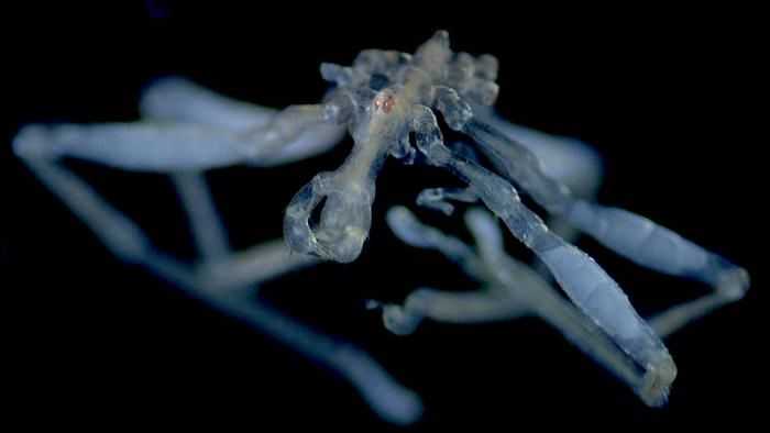 New hairy-legged, three-lipped, red-eyed sea spider species discovered