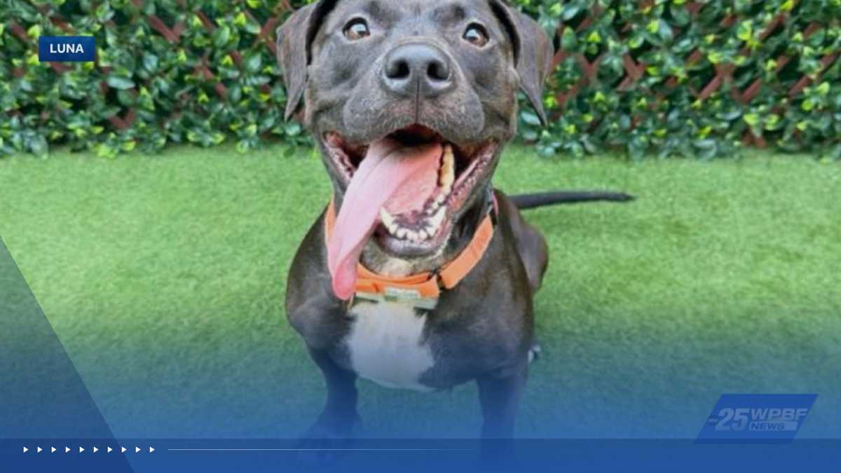 WPBF to the Rescue: Helping animals find forever homes
