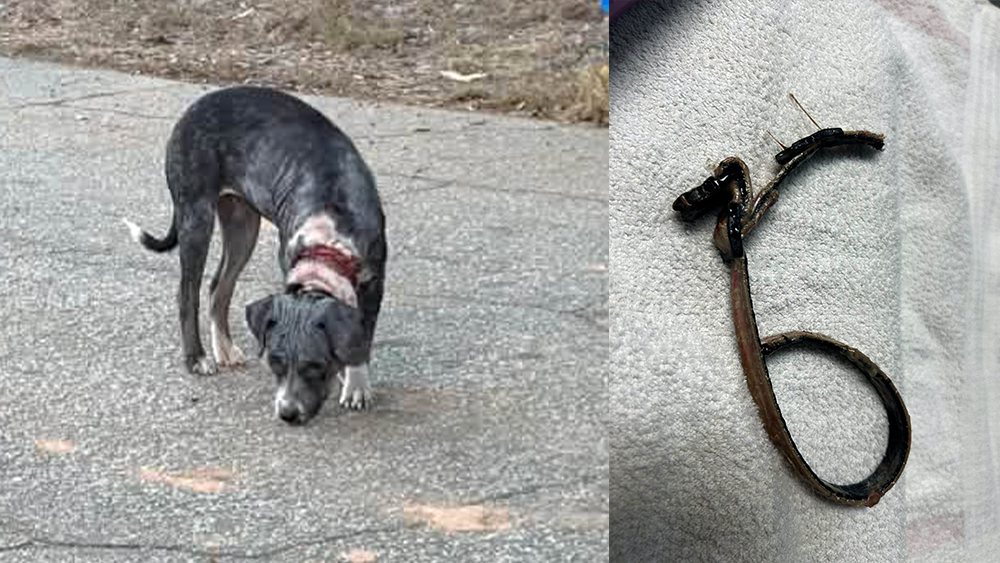 South Carolina puppy found with collar embedded in neck - WJCL