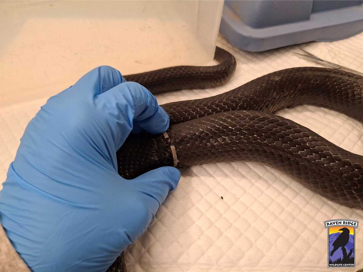 Pa. wildlife center rescues snake found with plastic ring wrapped ...