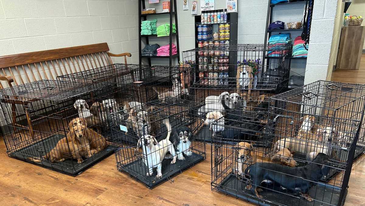 29 dogs rescued from Conewago Township home