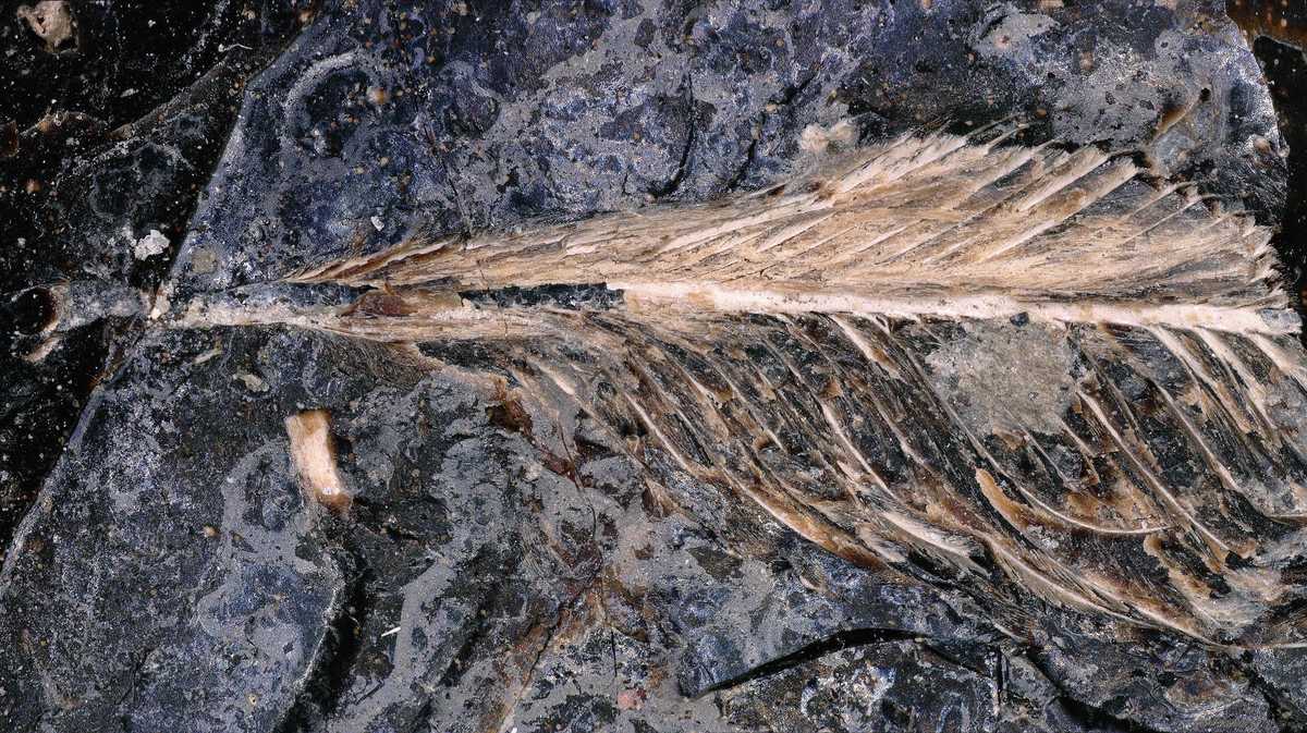 Photo: Gulfcoastnewsnow A close-up of a fossilized feather found preserved in dinosaur poop