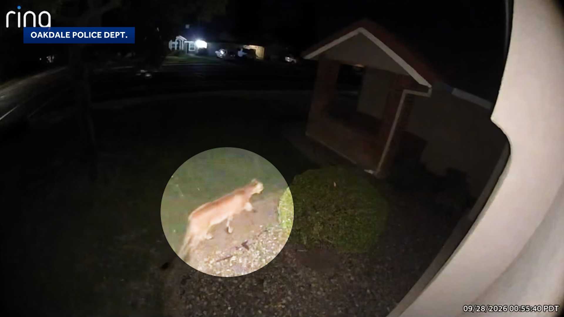 Mountain lion sighting in Oakdale prompts safety reminders