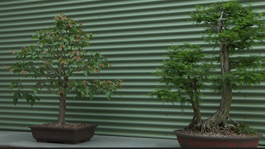 Waterfront Botanical Gardens' Bonsai Weekend makes its return Friday