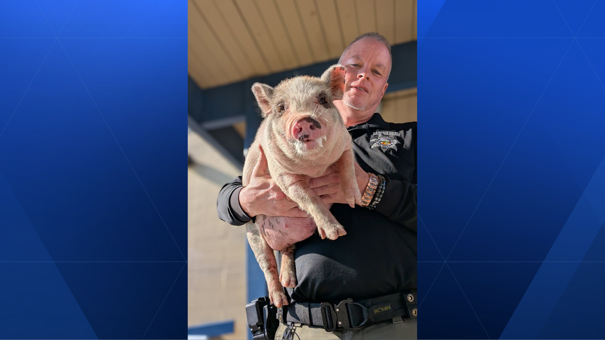 Cincinnati Animal CARE seeking owner of lost pig found early Tuesday in Hartwell