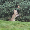 Viewer shares video of bobcat spotted in West Des Moines