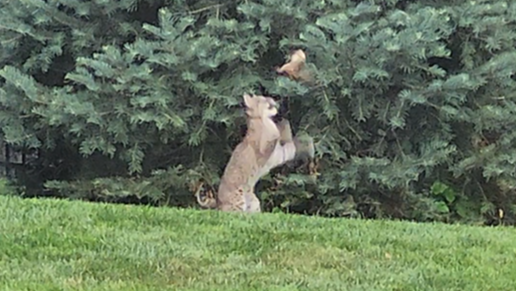 Viewer shares video of bobcat spotted in West Des Moines