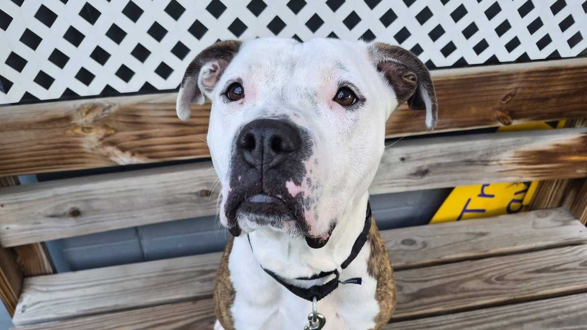 Meet Mrs. Moustache and Neo as Nebraska Humane Society launches $25 adoption special