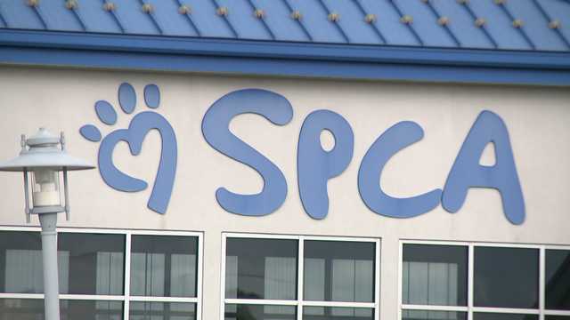 York County SPCA braces for large dog hoarding case, requests community help