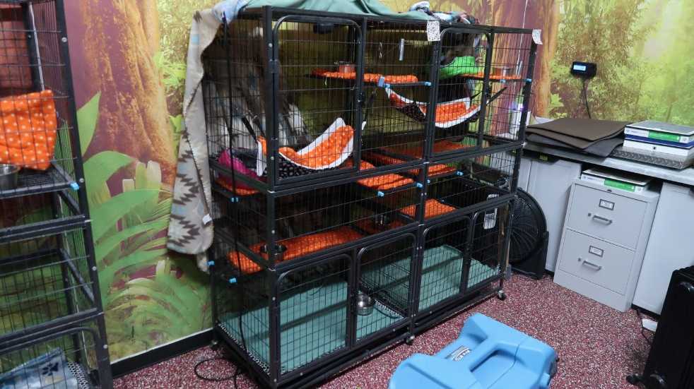 Family denied $300 ticket refund for Sloth World after sloths die ahead of attraction's opening