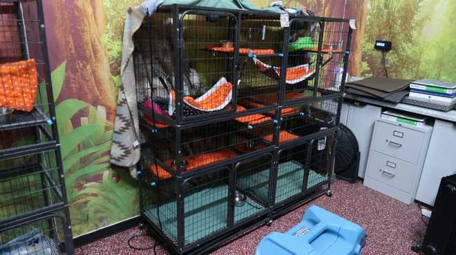 ï»¿फ्लोरिडा गोदाम में पिंजरों में सुस्ती