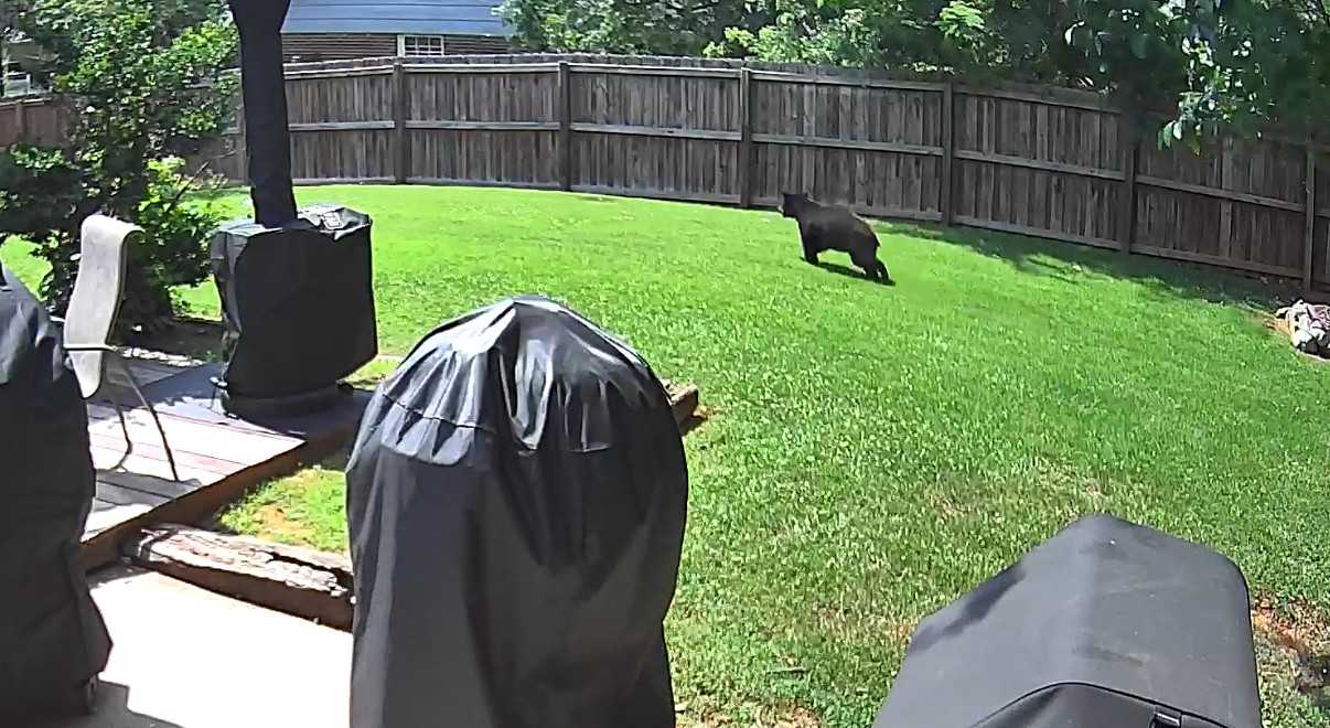 Bear sightings popping up around Upstate