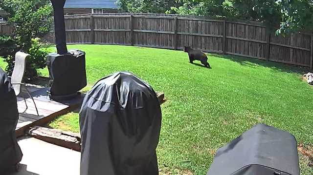 Wildlife experts, residents weigh in after uptick in Greenville-area bear sightings