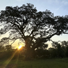 Preservationists race to save rare Revolutionary War 'witness tree' in South Carolina
