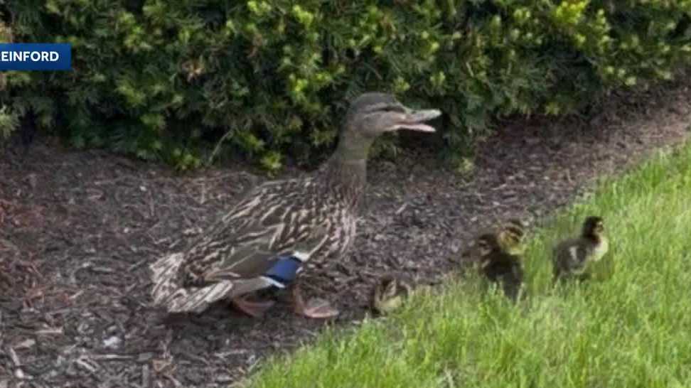 Kids in Lancaster County help reunite trapped ducklings with their mother