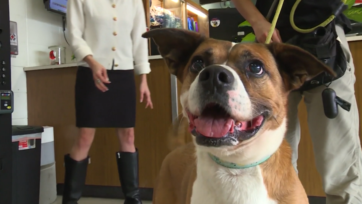 Donny the dog at Cincinnati Animal CARE