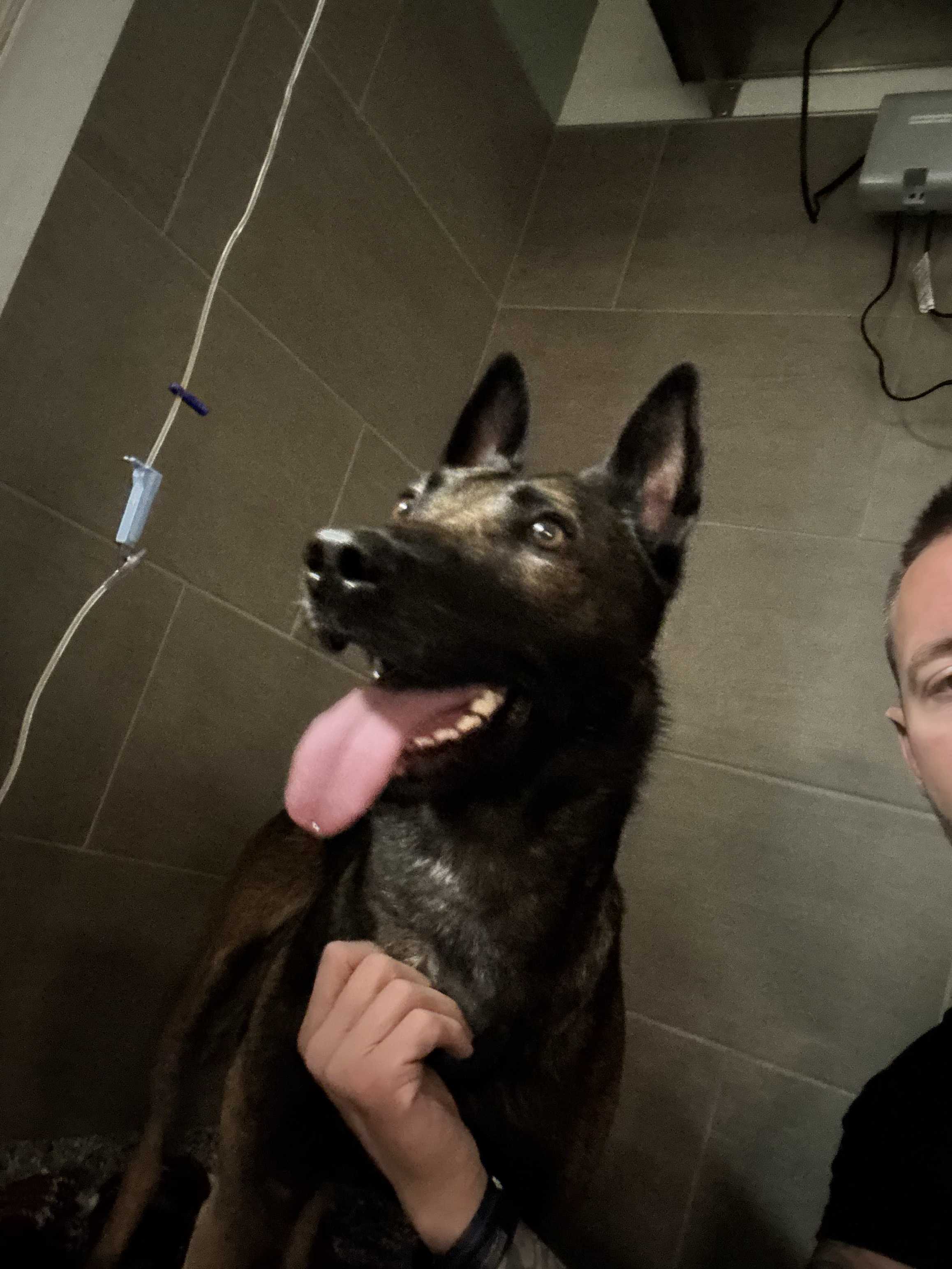 OPD K-9 injured in hours-long standoff is doing well but still has some hurdles to clear, police say