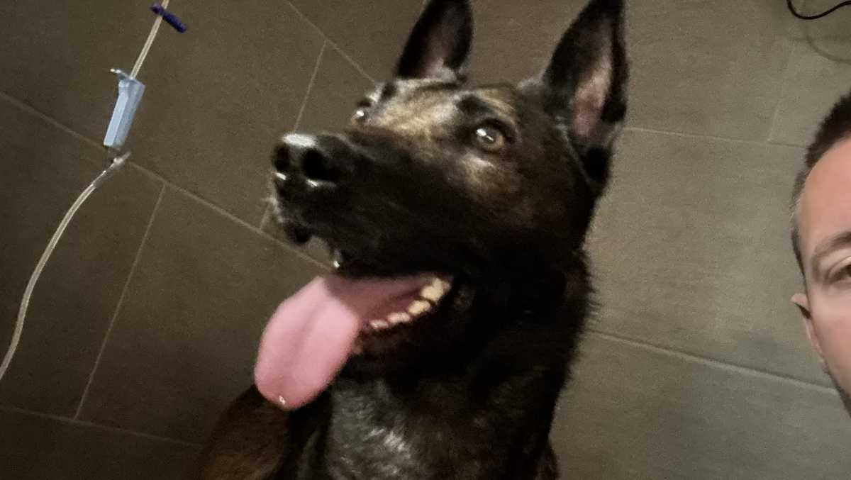 Coverage image for: OPD K-9 injured in hours-long standoff is doing well but has some hurdles to clear before going back to work, police say