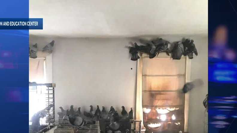 More than 300 pigeons rescued from Pennsylvania home, 12 euthanized