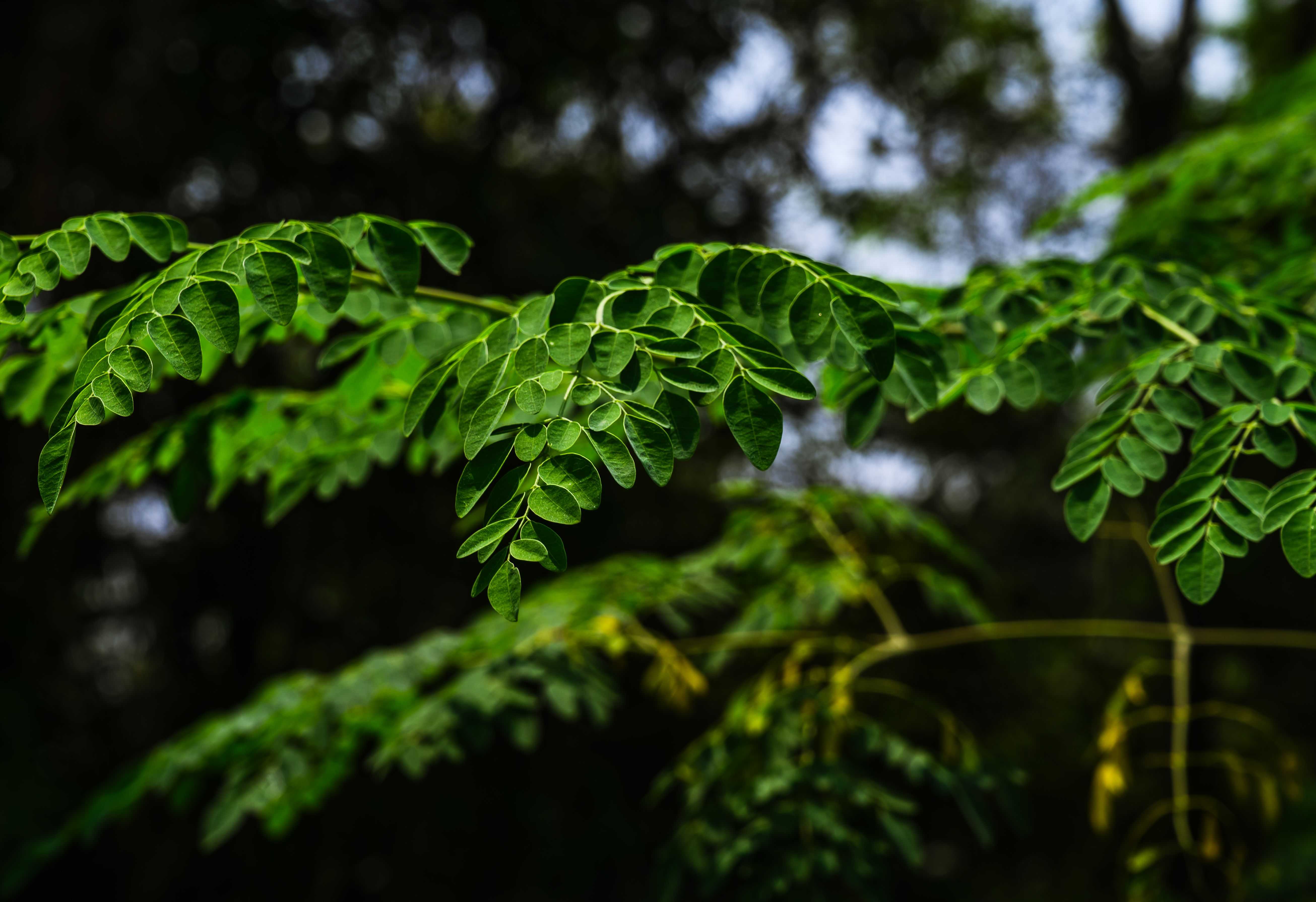 This 'miracle tree' can filter more than 98% of microplastics from tap water