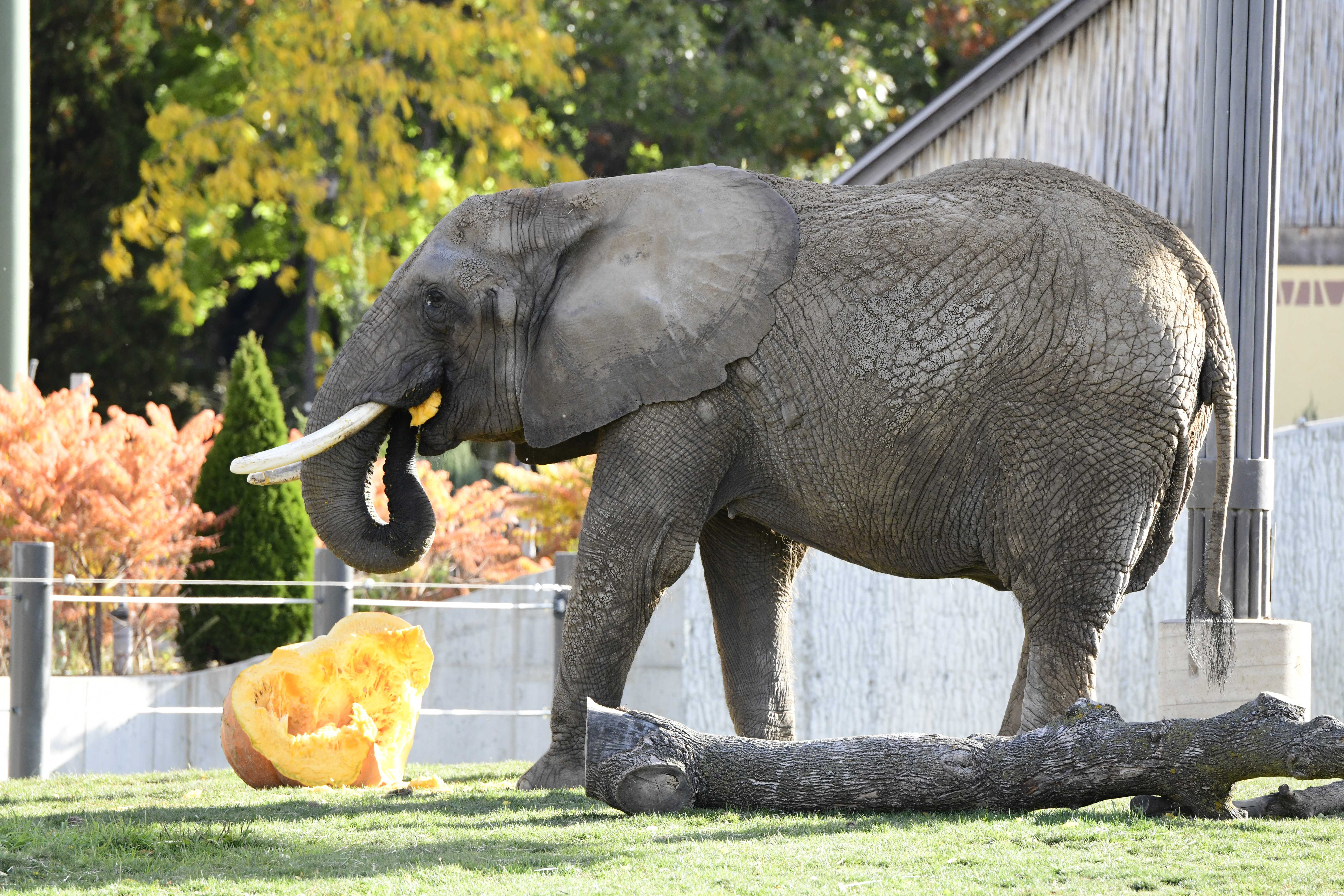 Brittany, 45-year-old elephant, dies at Milwaukee County Zoo