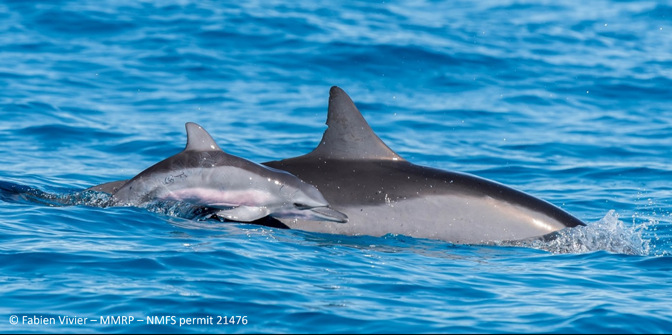 wcvb.com - Jeff Stitt - Hawaii study links tourism to declining spinner dolphin calf numbers