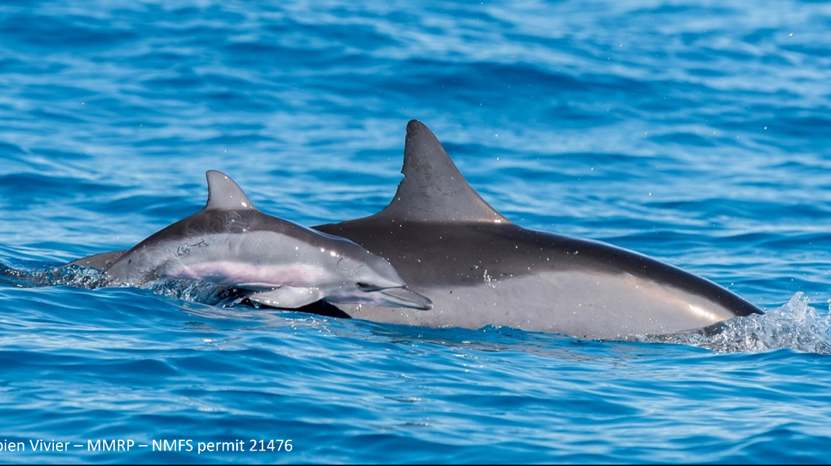 Hawaii study links tourism to declining spinner dolphin calf numbers