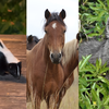 Over a dozen people, pets exposed to rabies, SC health officials say