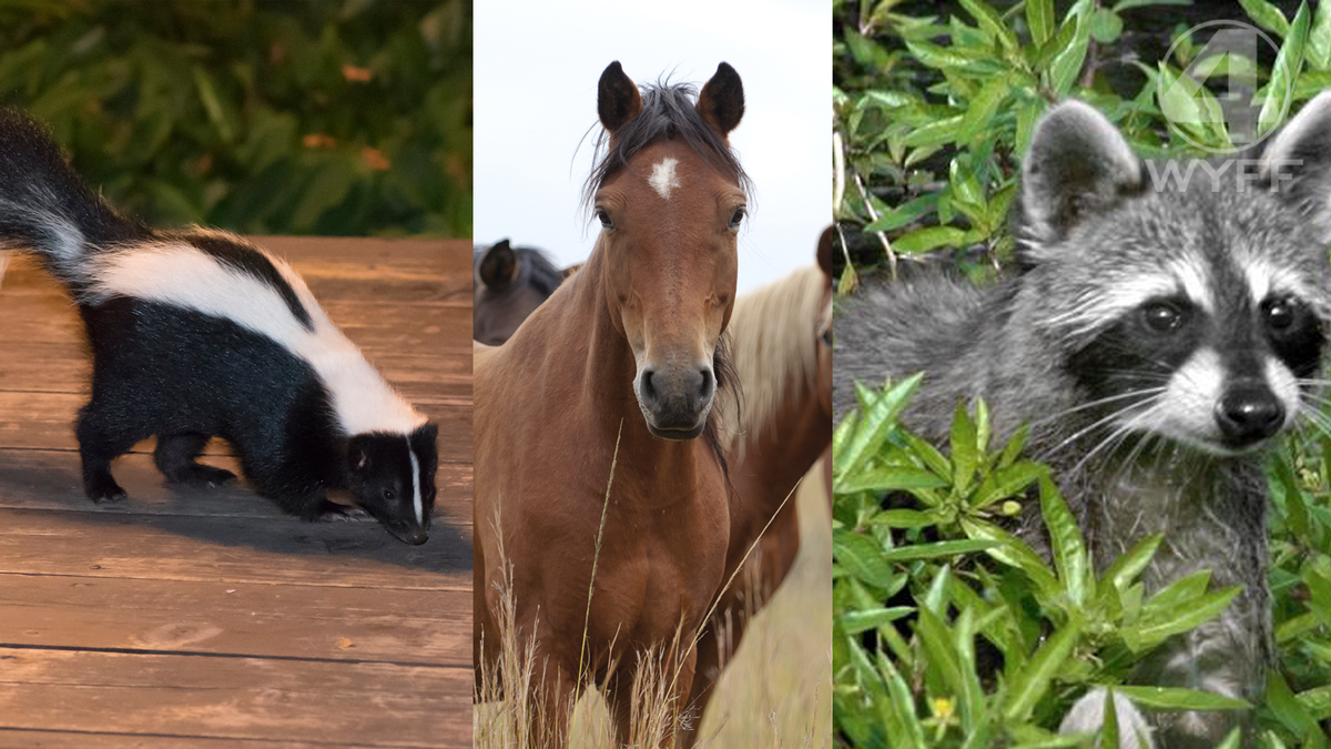SC rabies cases rise as 13 people, 4 pets exposed, public health officials repor...