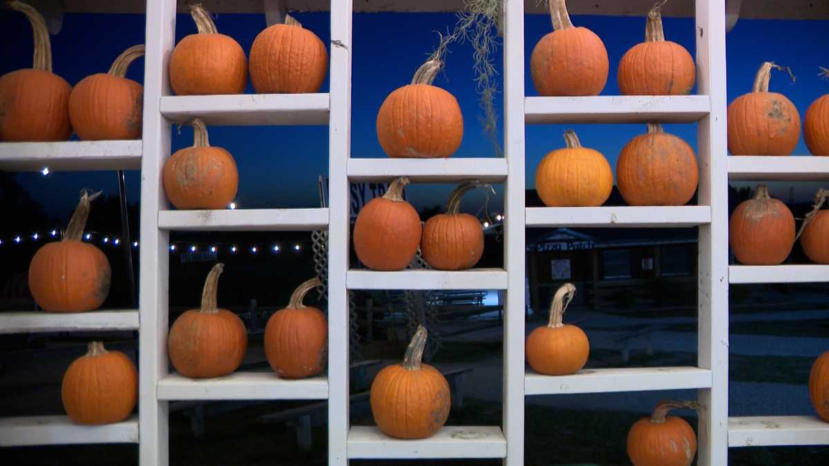 'September was a tricky one': How September's frequent rainfall impacted one pumpkin patch