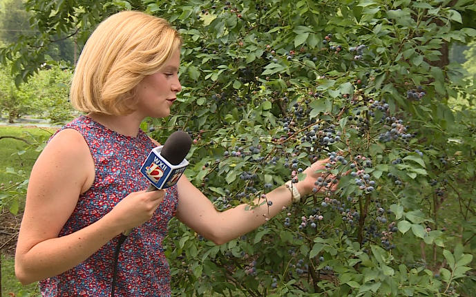 wxii12.com - Serra Sowers - Sprinkle's Blueberry Farm is open and ready for picking this summer