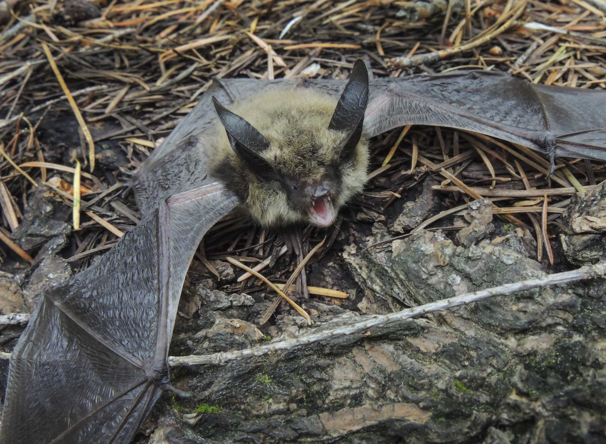 Yuba City child had contact with bat that tested positive for rabies, officials say