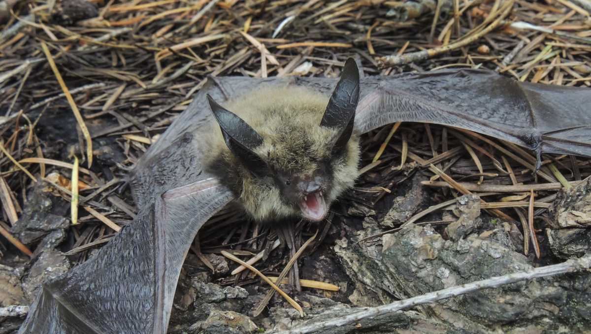 Yuba City child had contact with bat that tested positive for rabies, officials say