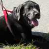 Saco Main Street hosts furry friends for Paws Downtown
