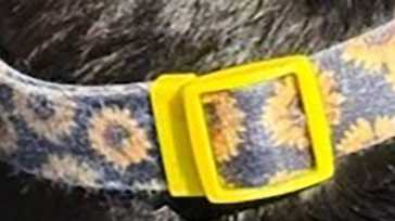 ARL seeks help identifying dog found dead in Peabody