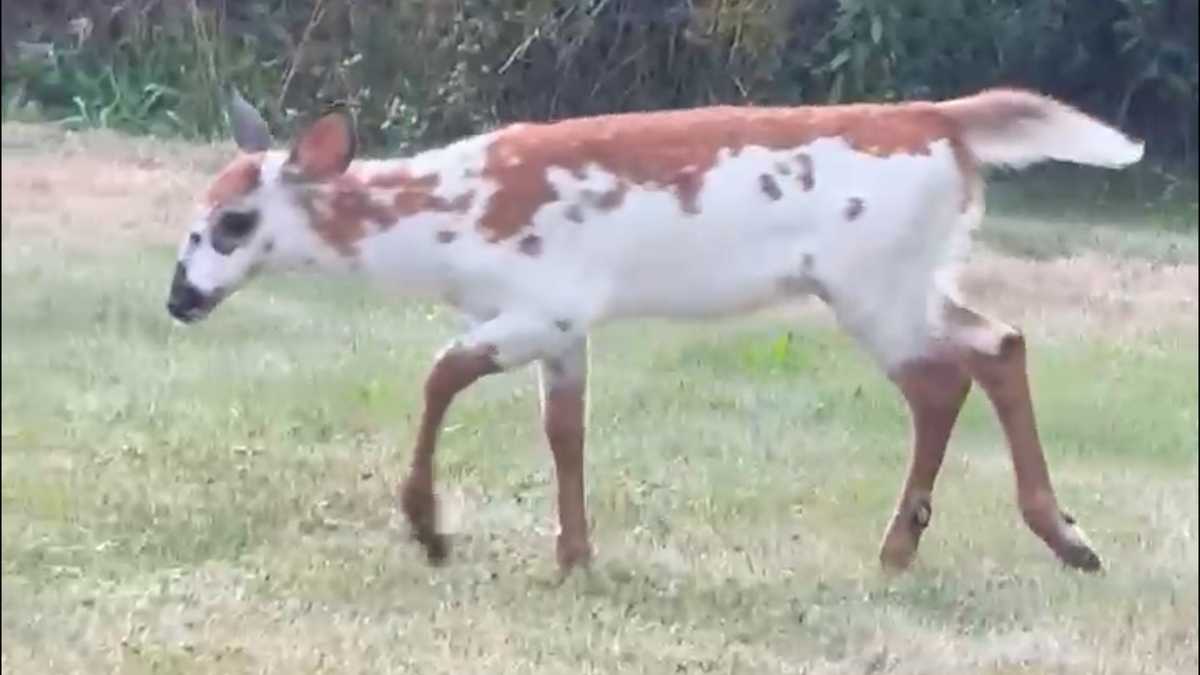 A rare sight: young piebald deer spotted in southern Maine