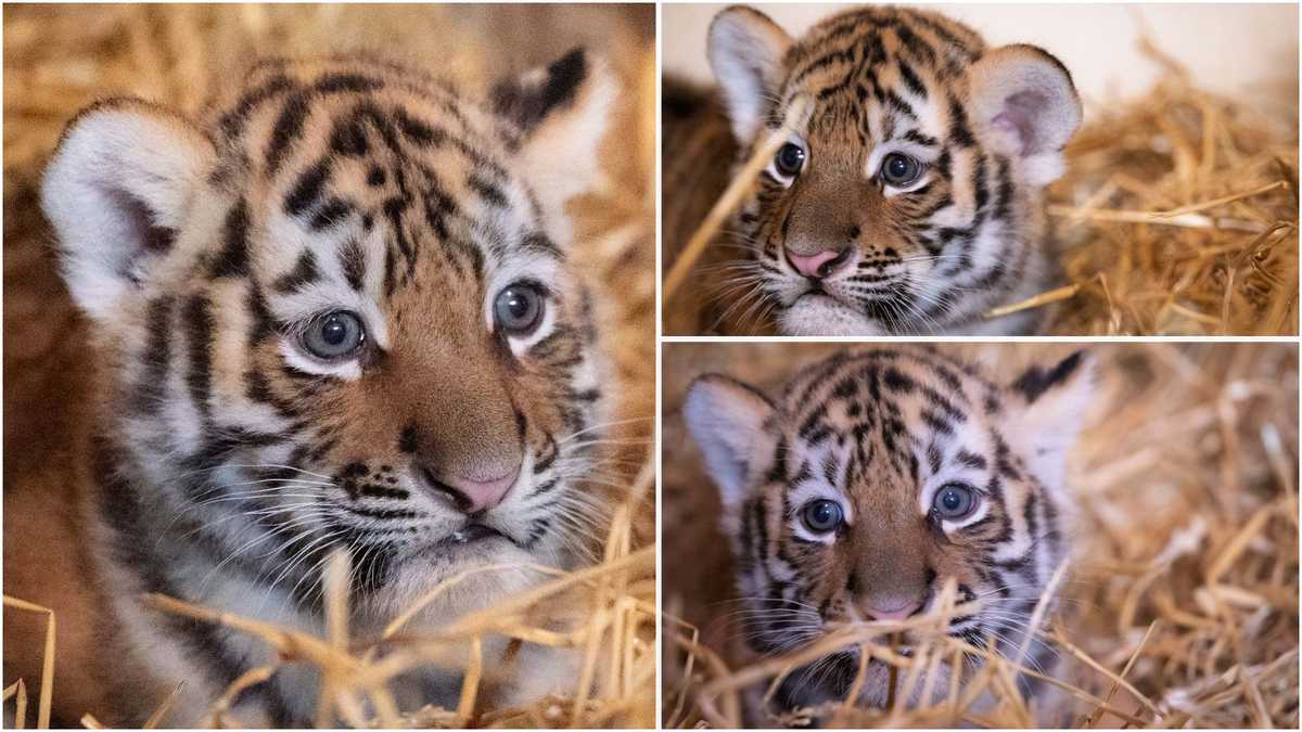 Louisville Zoo reveals gender of three Amur tiger cubs