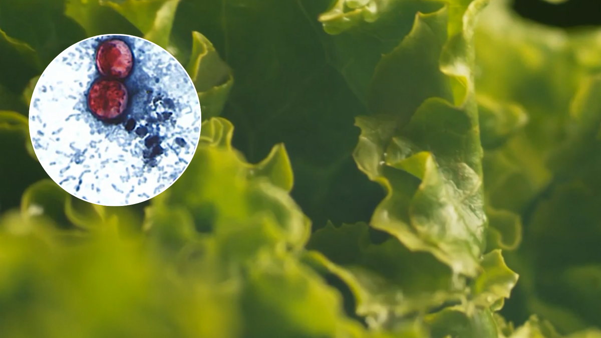 Hamilton County reports 13 cases of intestinal illness spread through produce