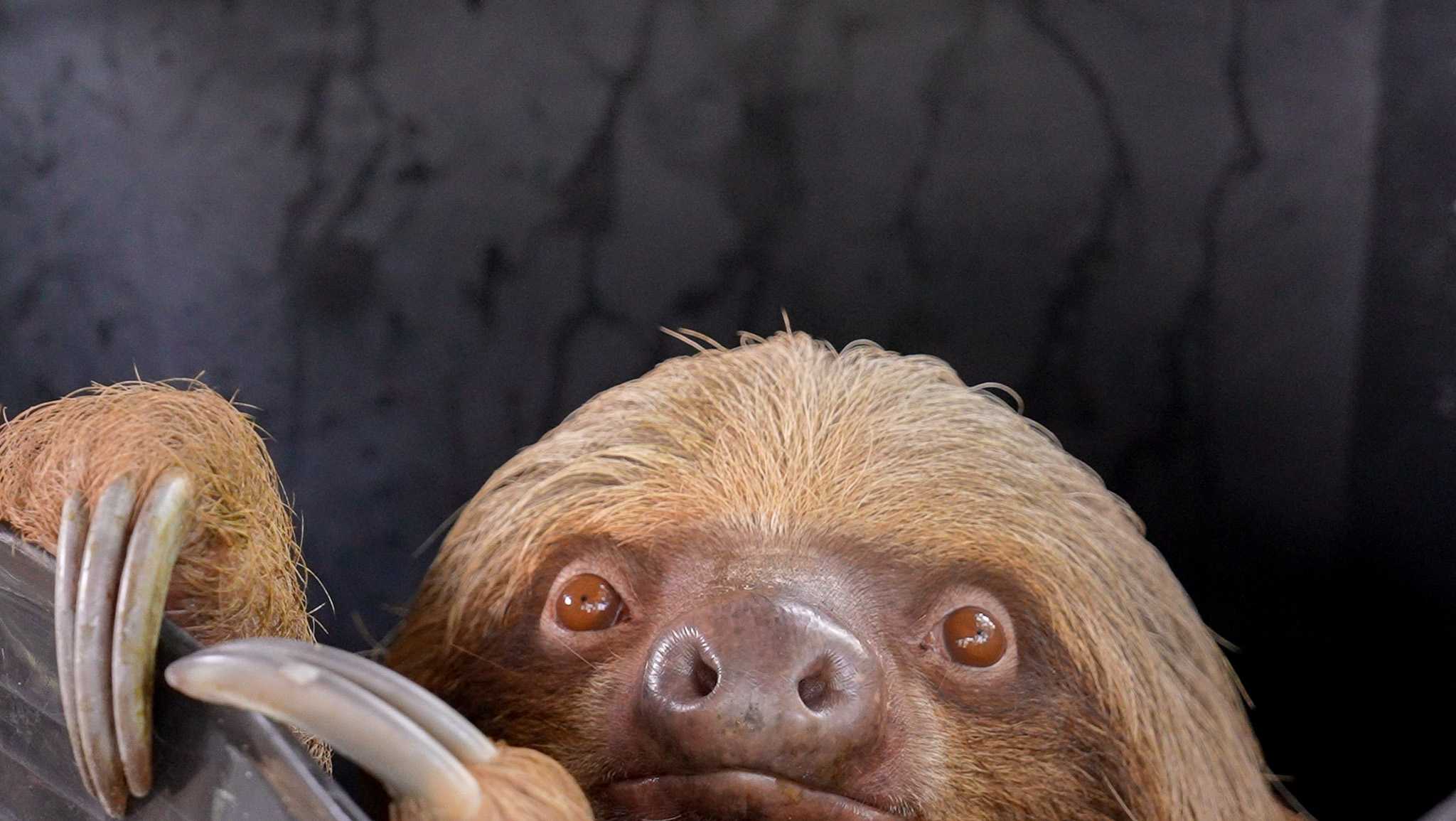 'We have lost another sloth': Sanford zoo reports 3rd death of 'Sloth World' rescues