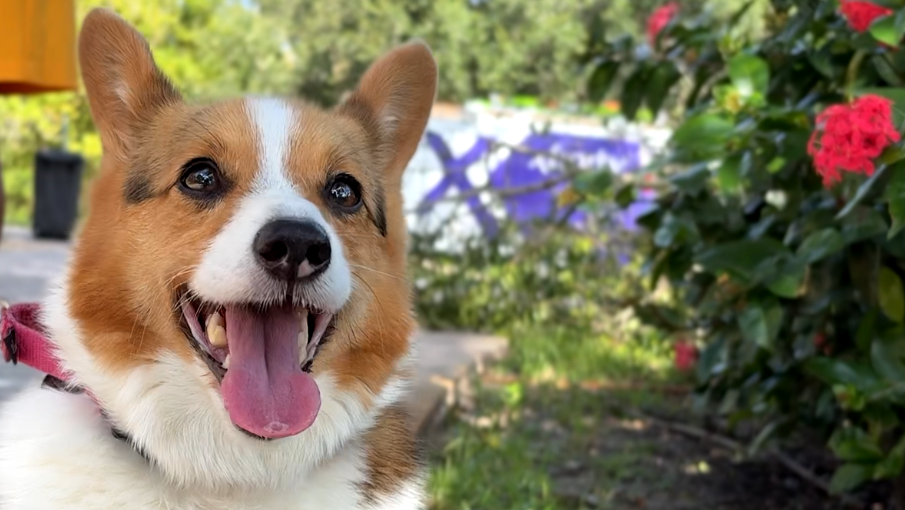 Corgi reunited with owner after tornado in Port St. Lucie