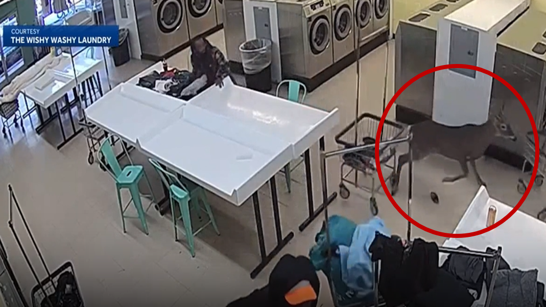 Photo: wxii12.com deer at wishy washy laundry
