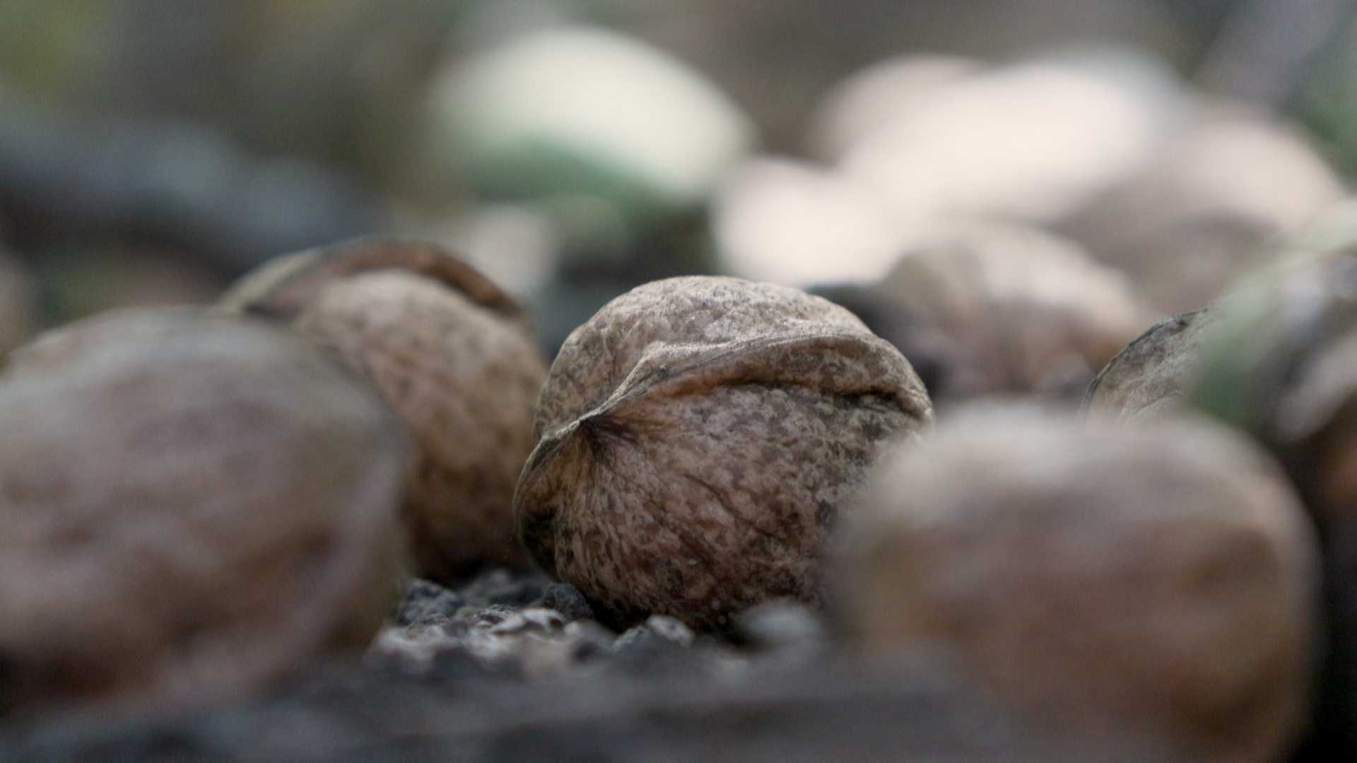 Walnut harvest season begins early in Stanislaus County