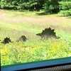 Seashore Trolley Museum hosts last Dino Trolley of the year