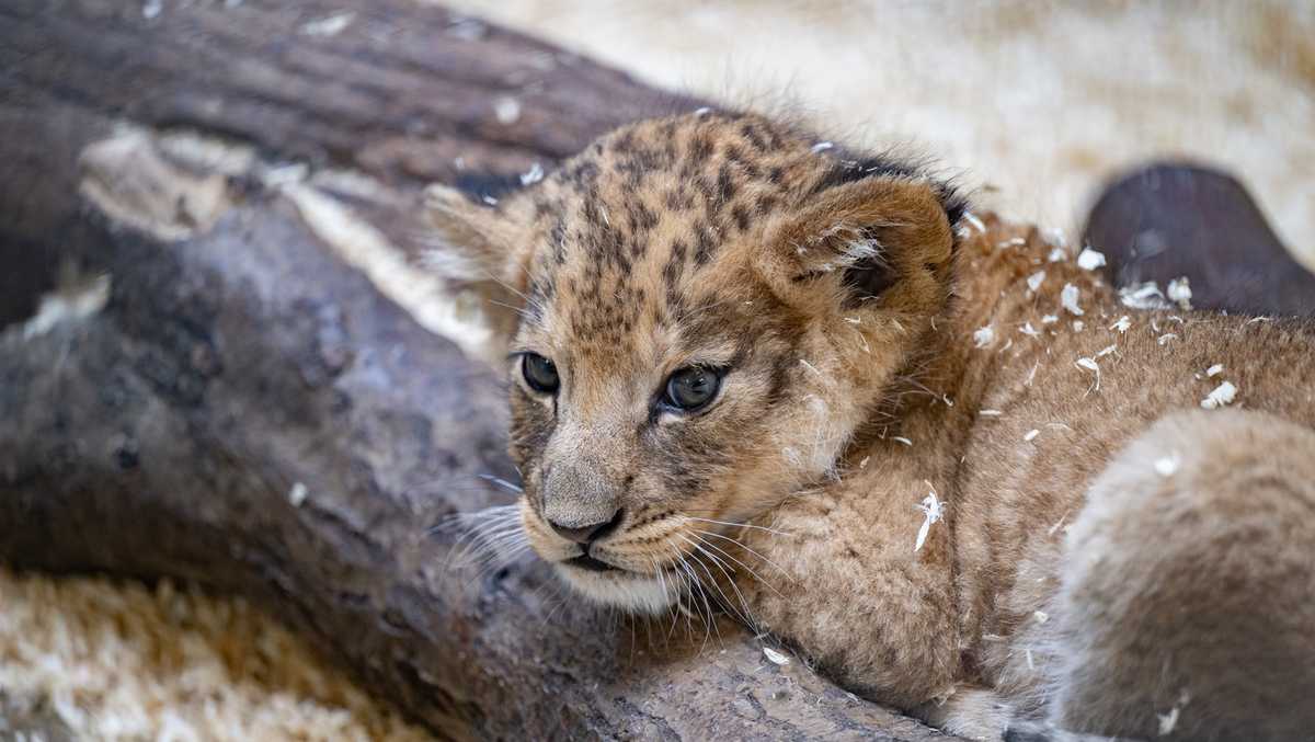 Pittsburgh Zoo’s newest pride member needs a name