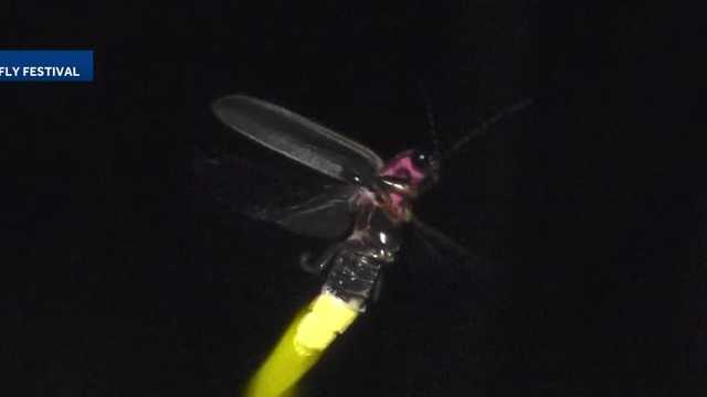 Pennsylvania Firefly Festival showcases rare synchronous fireflies