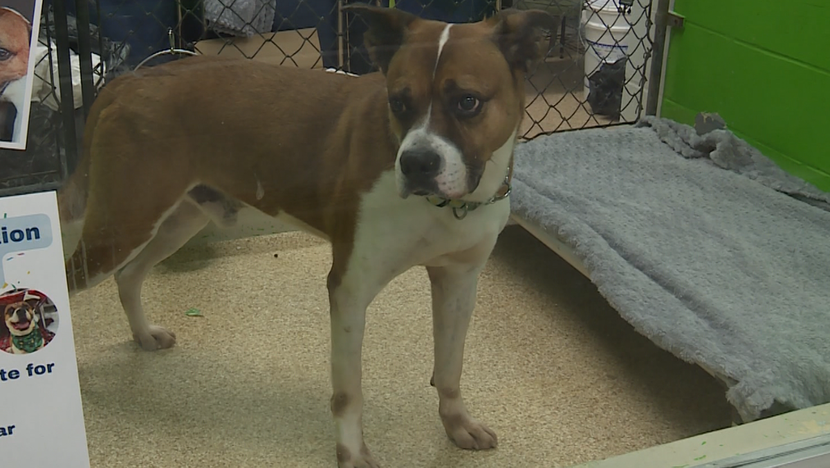 Cincinnati Animal Care in need of fosters, forever homes as shelters reach 'critical' capacity