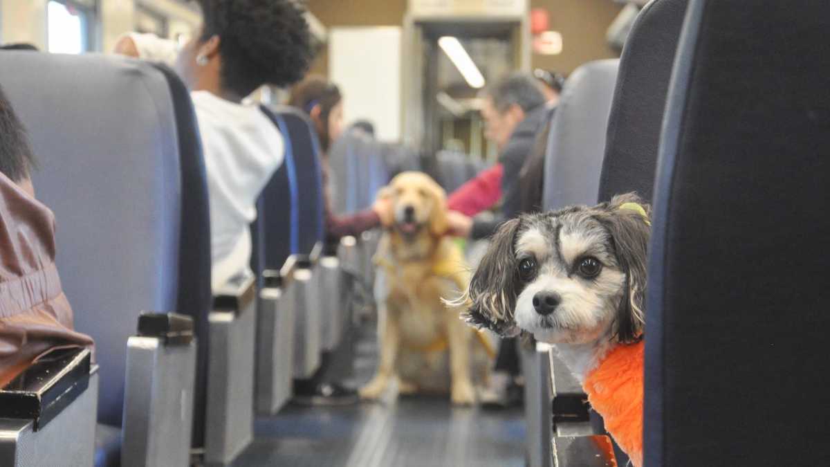 Tails on the Rails offers dog train rides in Baltimore - WBAL