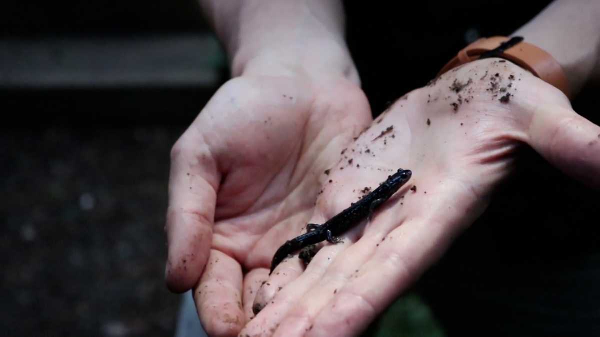 Endangered species and others face harm if rule change to Endangered Species Act goes through