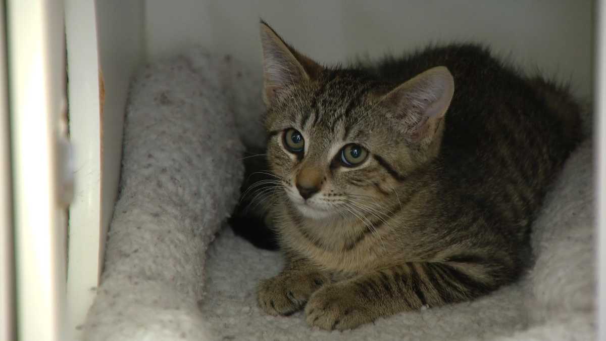 Baltimore County Animal Services needs help while at full capacity