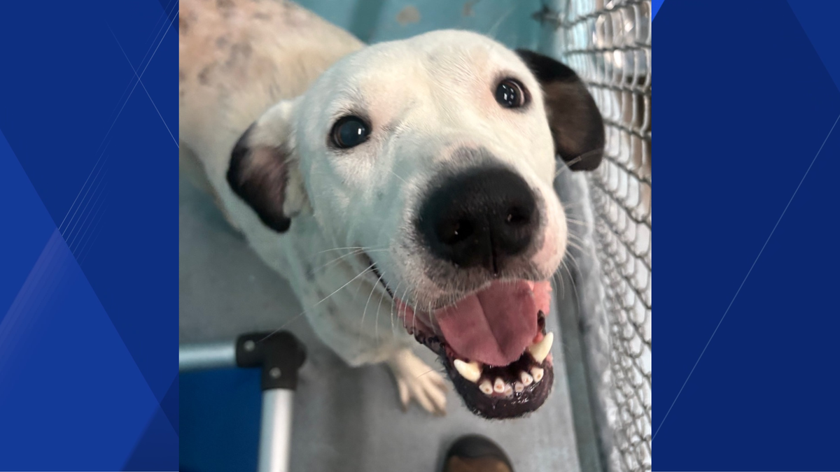 Loving, friendly 3-year-old mixed breed dog, Biscuits, seeks forever home